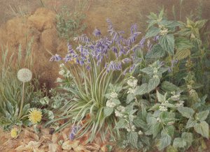 野生の花